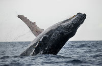 Nuqui un destino unico para la observacion de ballenas