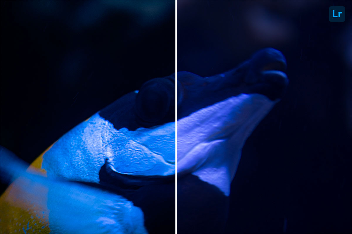 Fish | Edit | Photoshop Lightroom