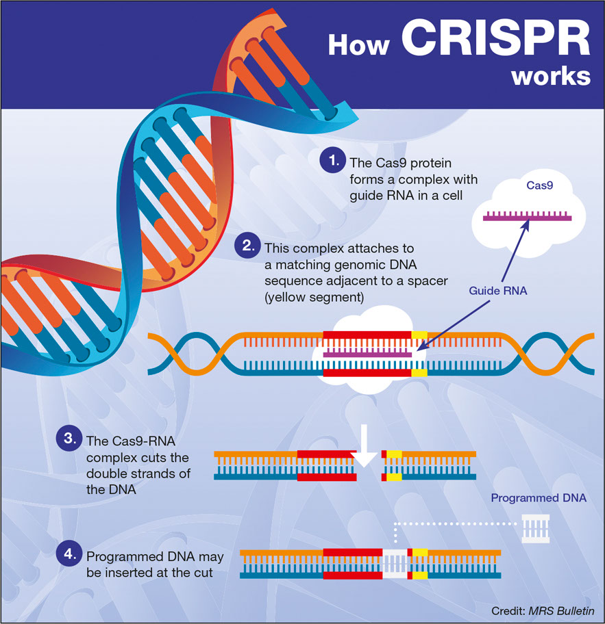 CRISPR Research Proposal rendition image