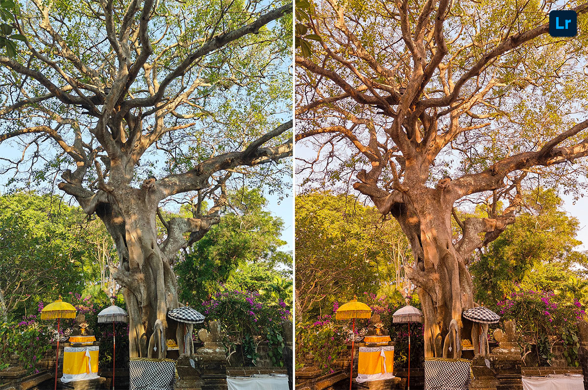 Old Tree Photoshop Reder Old Tree | Remix | Photoshop Lightroom