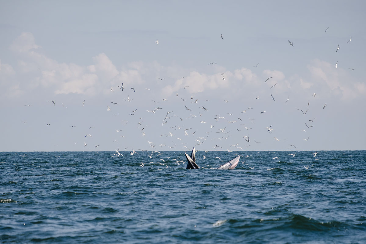 Documentando la lucha de las ballenas contra las gaviotas en Valdes rendition image