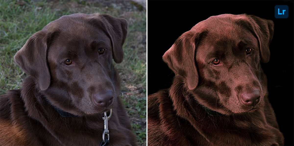 Good Dog Remix Photoshop Lightroom