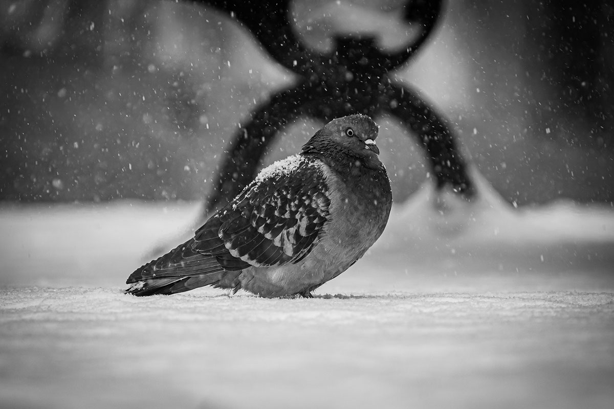Pigeon in the Snow rendition image