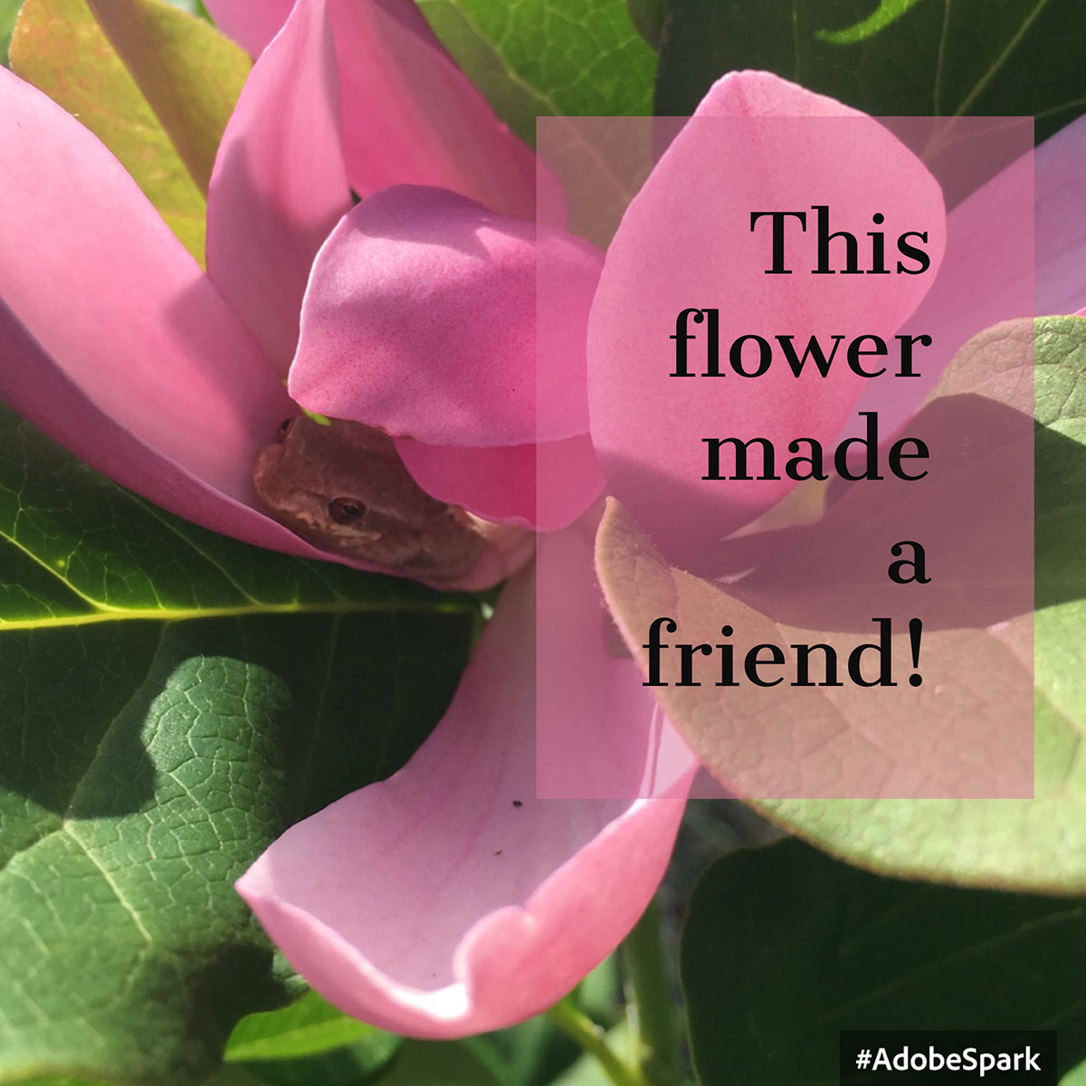 This flower made a friend! This flower made a friend!