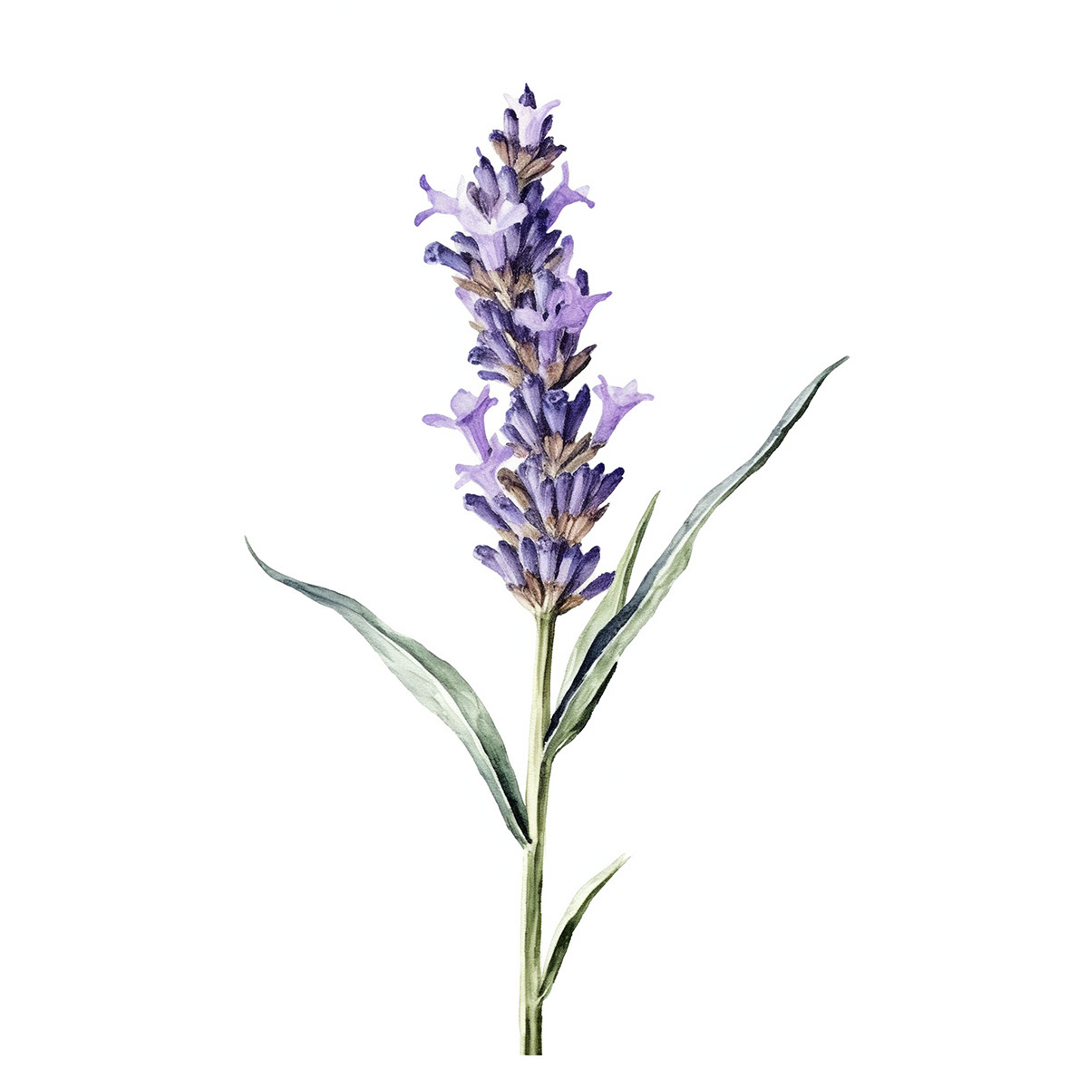 Lavender Illustration rendition image