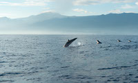 La ecologia acustica de las ballenas francas