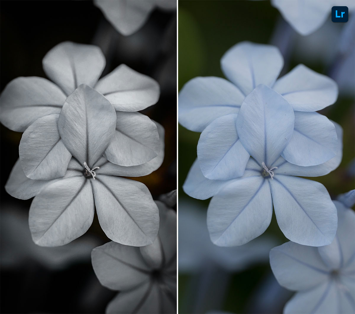 Flower | Edit | Photoshop Lightroom