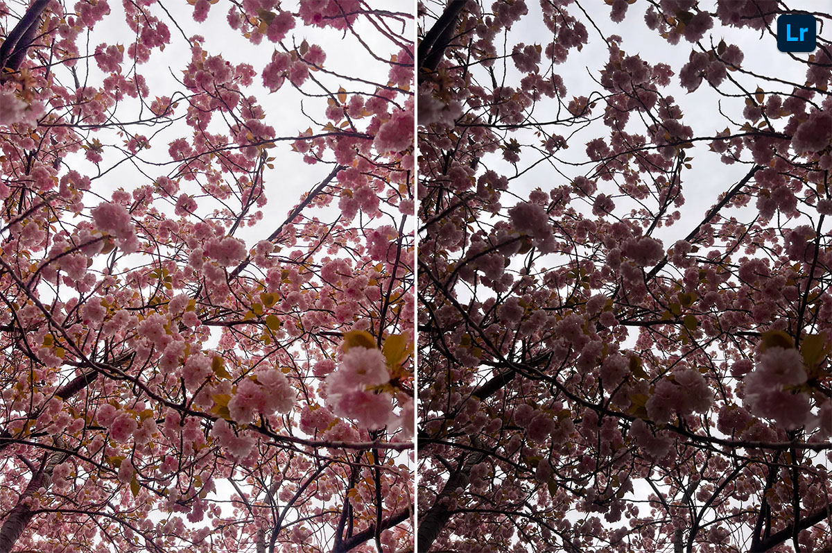 Bloom | Edit | Photoshop Lightroom