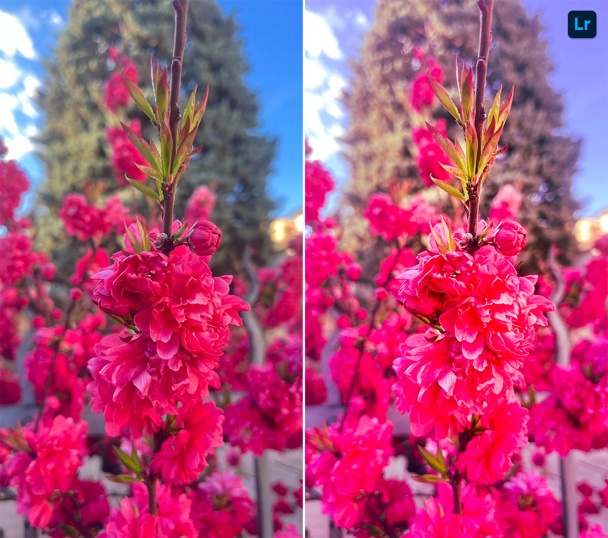 Nature | Edit | Photoshop Lightroom