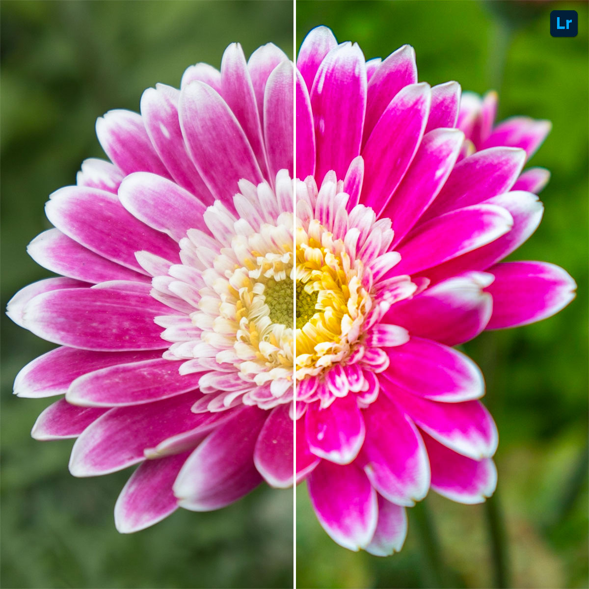 A flower | Edit | Photoshop Lightroom