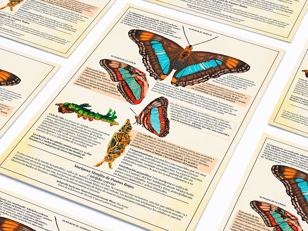 POSTER BUTTERFLY on Behance :: Behance