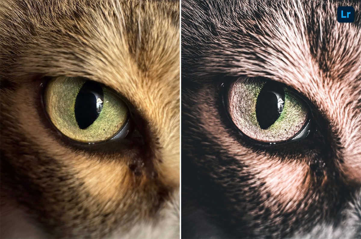 Cat Eye | Edit | Photoshop Lightroom