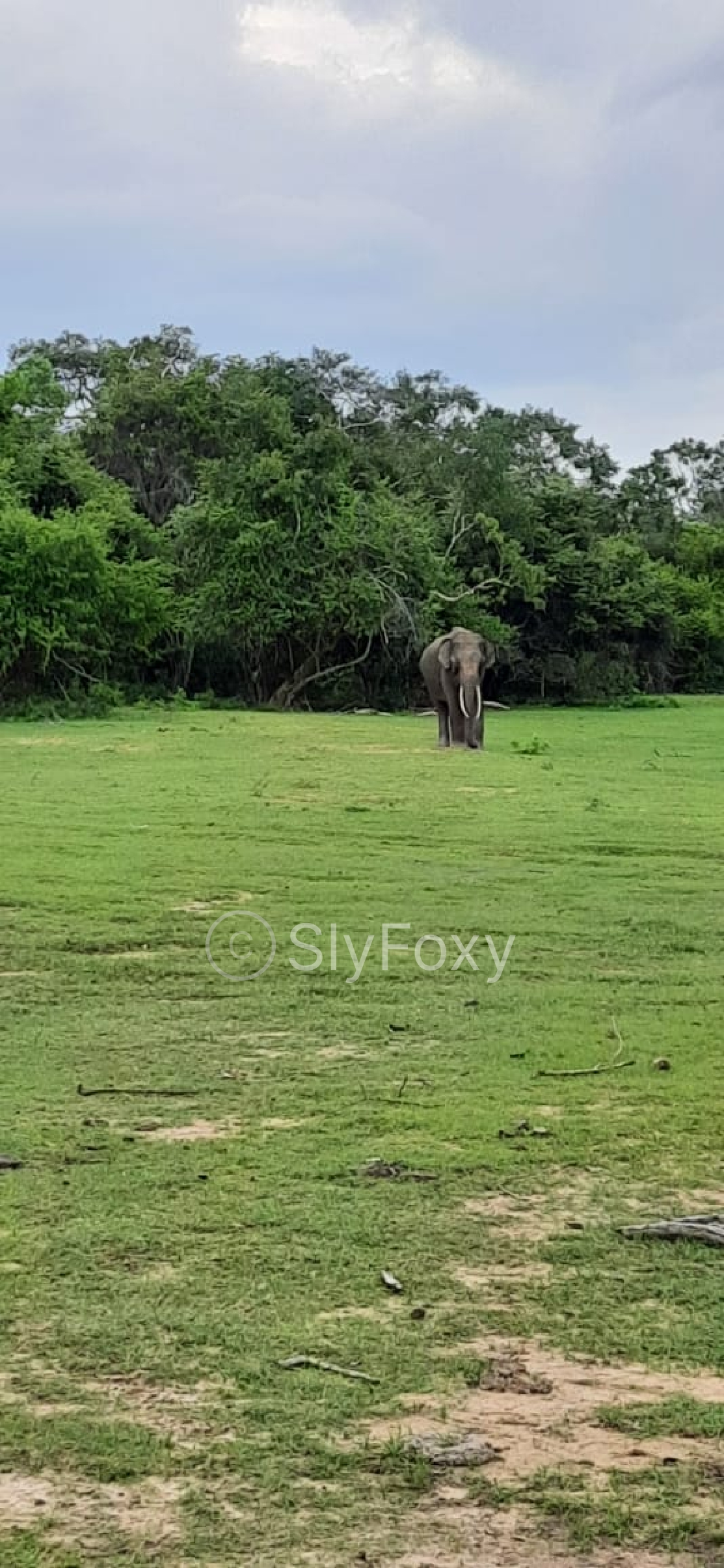 Sri Lankan Elephant rendition image