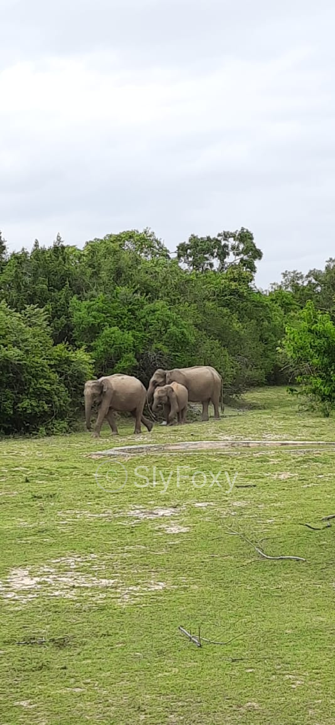 Sri Lankan Elephant rendition image