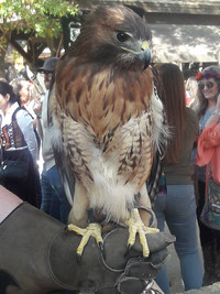 A Trained Red-tailed hawk