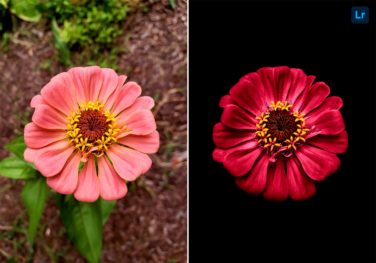 Flower Edit Lightroom