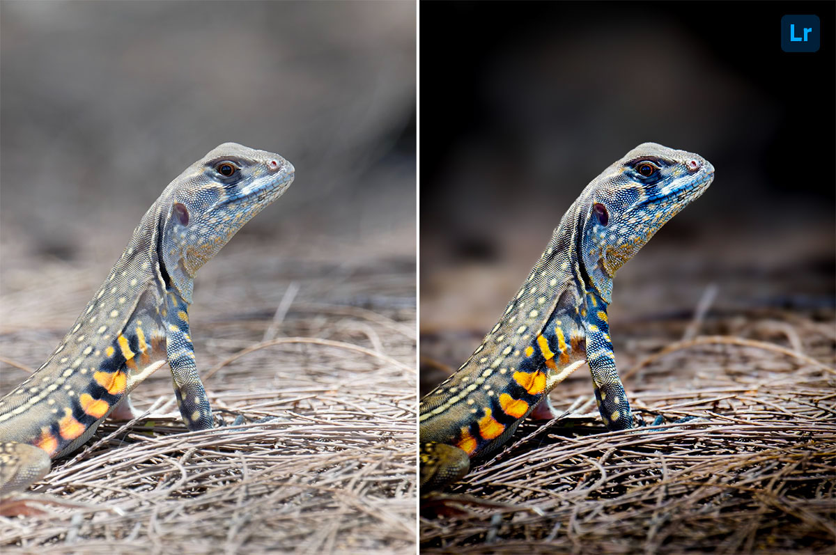 Lizard | Edit | Photoshop Lightroom
