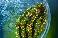 La Importancia de las Algas en Nuestros Ecosistemas