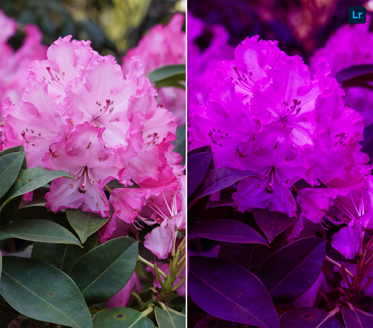 flowers-remix-photoshop-lightroom