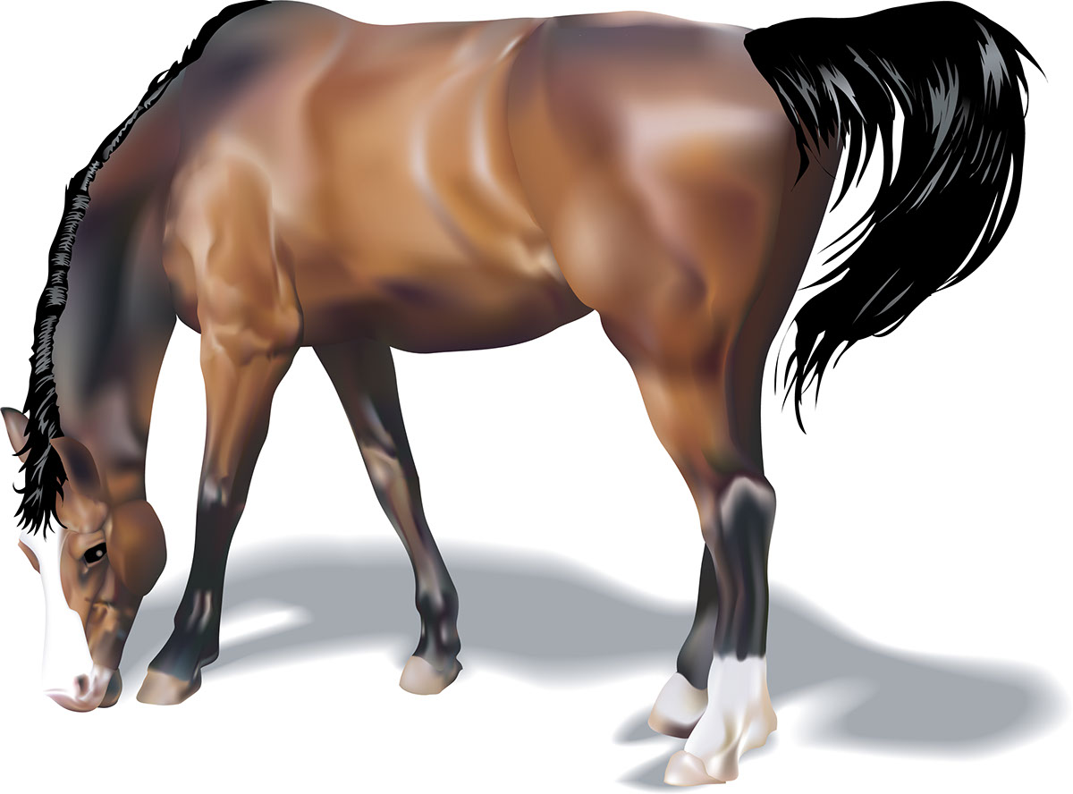 Horse rendition image