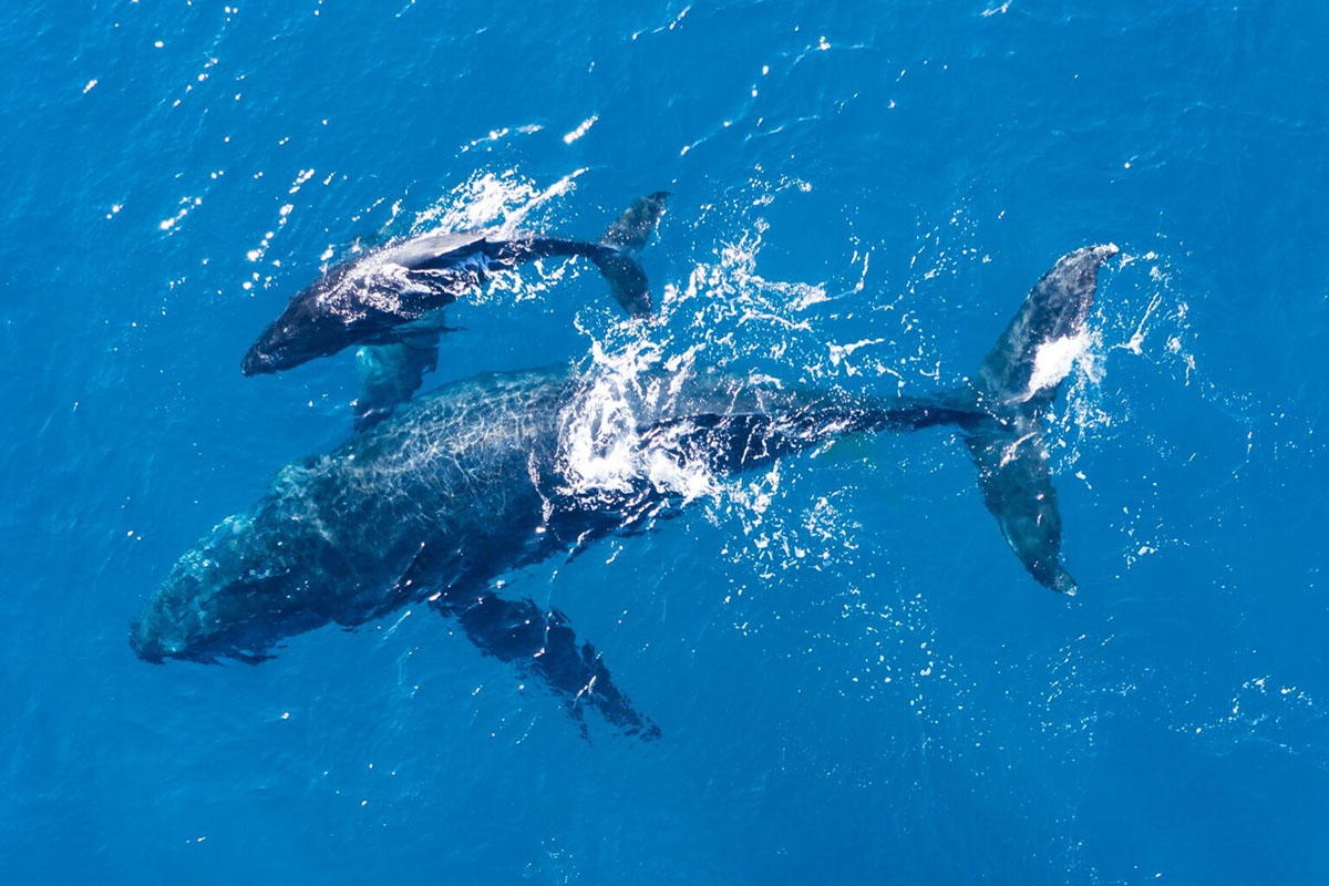Ilustrando la conservacion de las ballenas rendition image