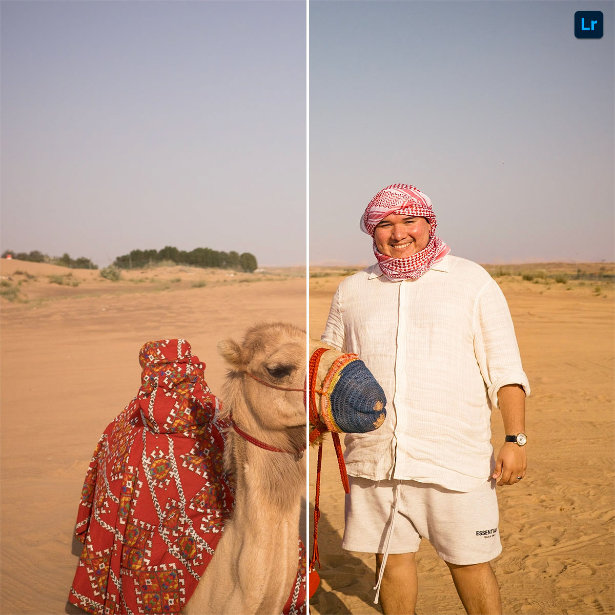 Camel Portrait | Edit | Photoshop Lightroom