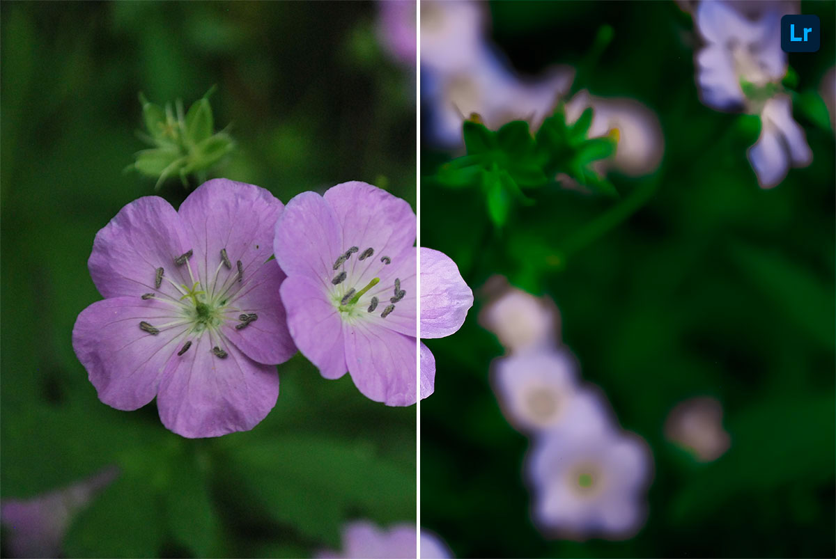 Flower | Edit | Photoshop Lightroom