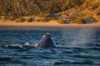 Conservacion urgente para las ballenas francas australes