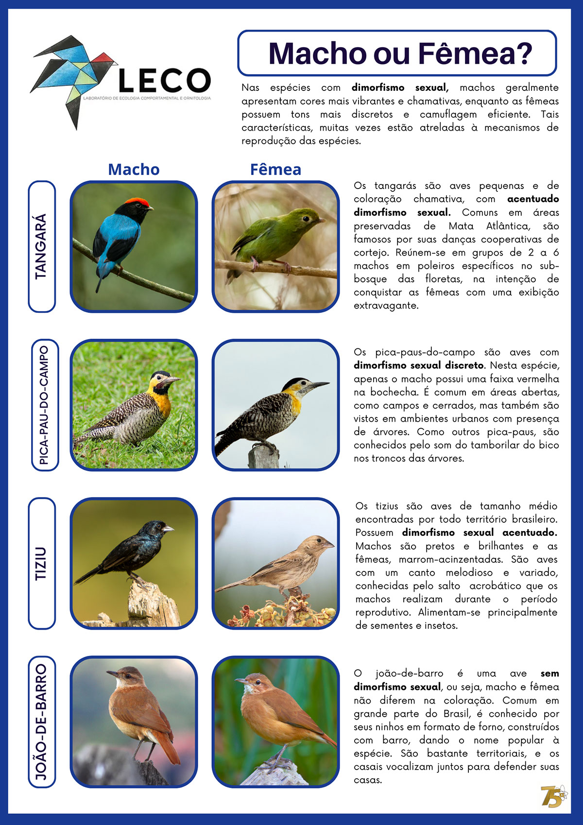Ornitologia rendition image