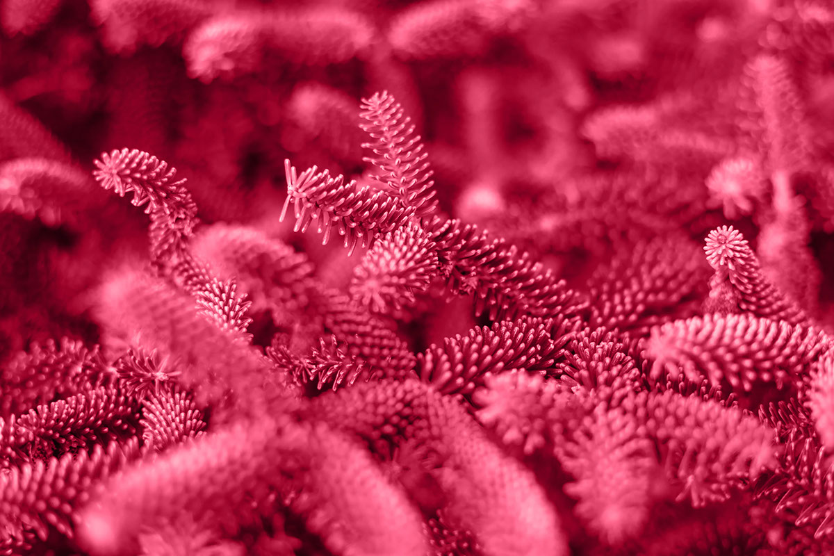 Documentando el Impacto de las Algas Rojas rendition image