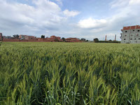 Wheat Land