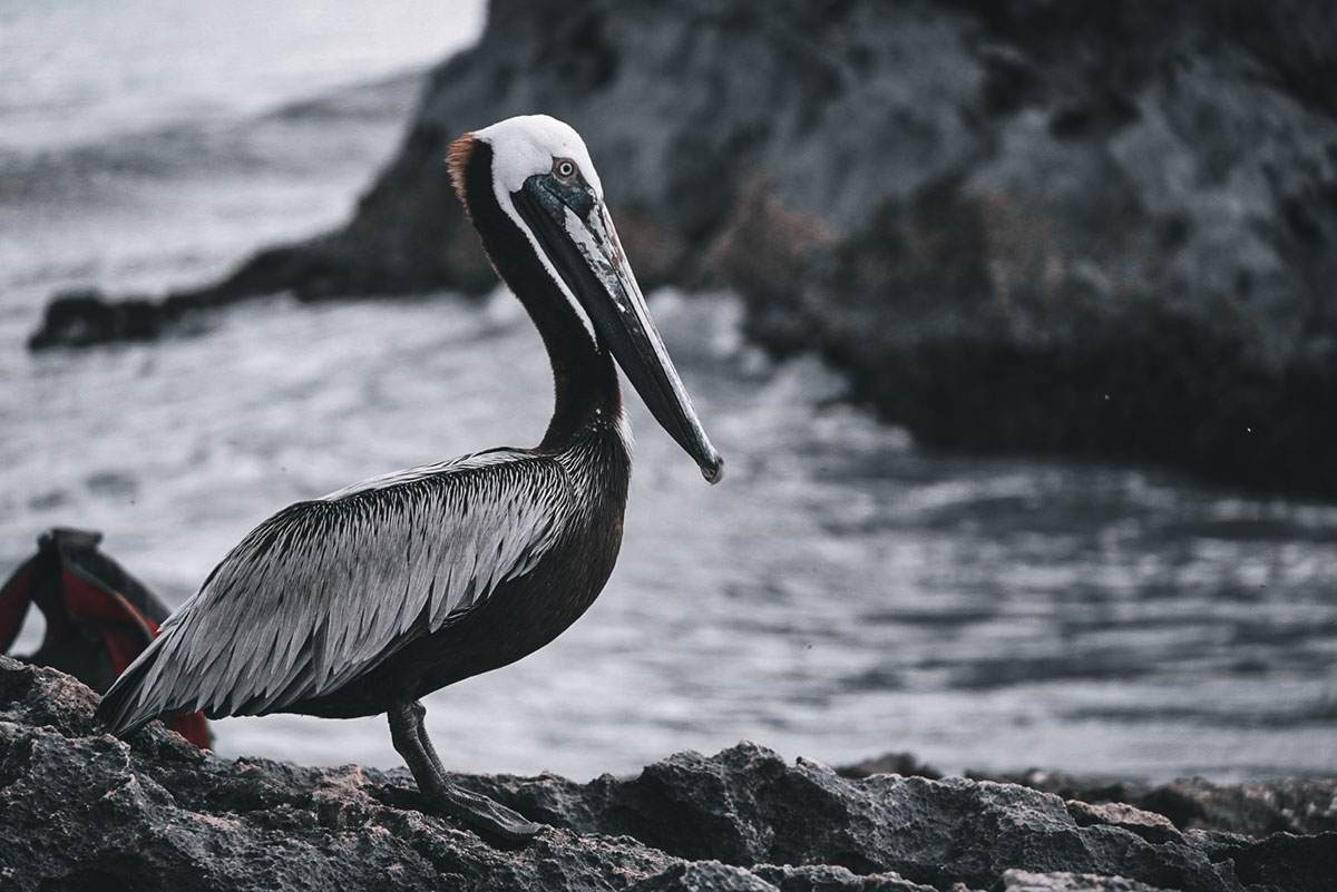 Tulum Pelican rendition image