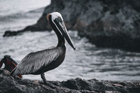 Tulum Pelican