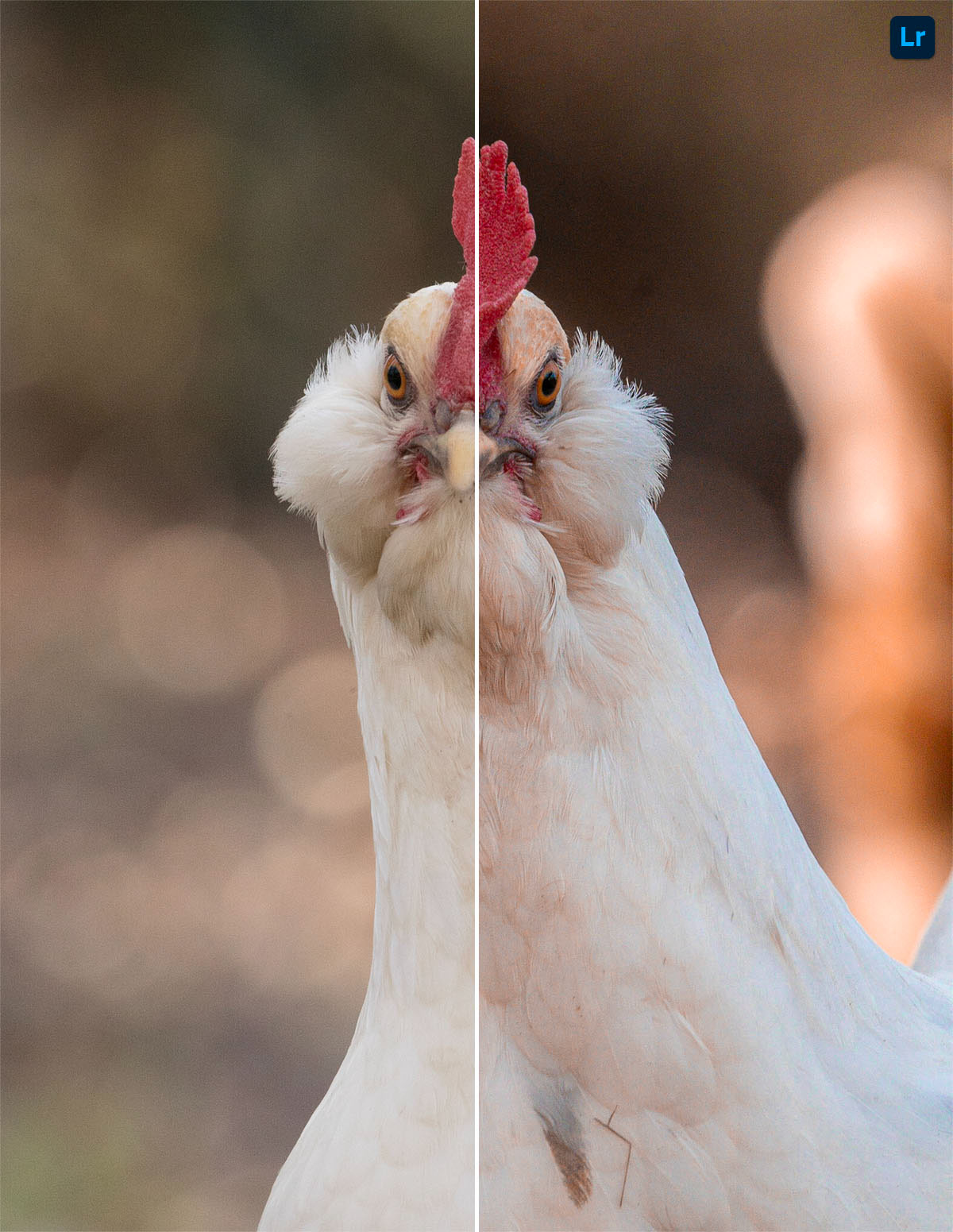 Methany the crazy hen | Edit | Photoshop Lightroom