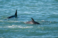 Avistamiento de ballenas en Necochea y Quequen