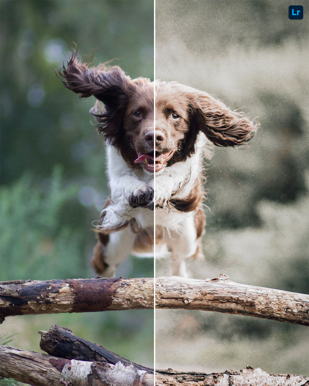 Dog jump remix photoshop lightroom