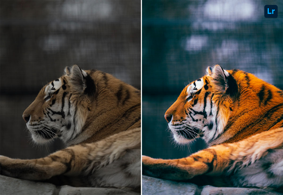 Tiger | Remix | Photoshop Lightroom