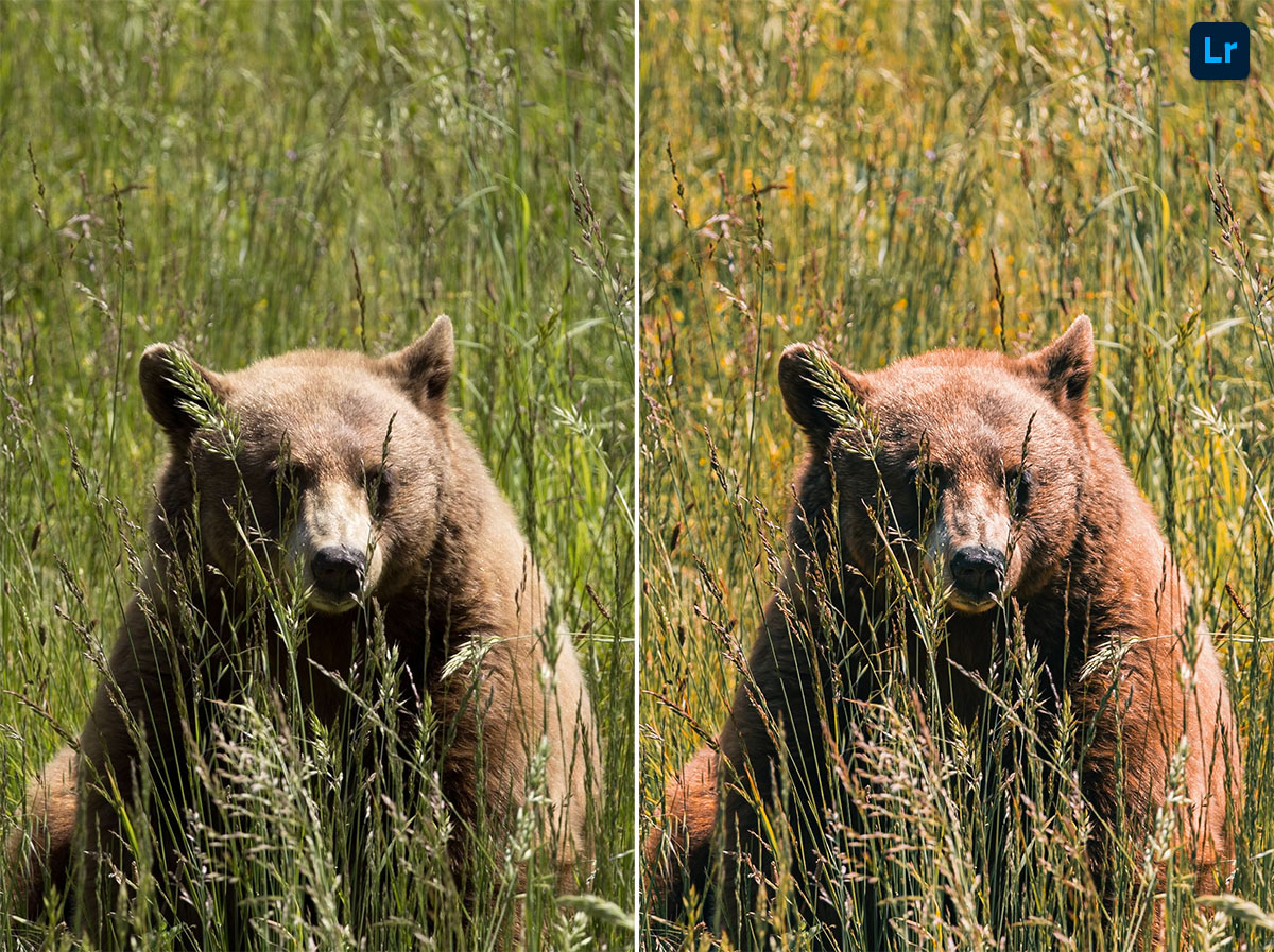 Bear | Edit | Photoshop Lightroom