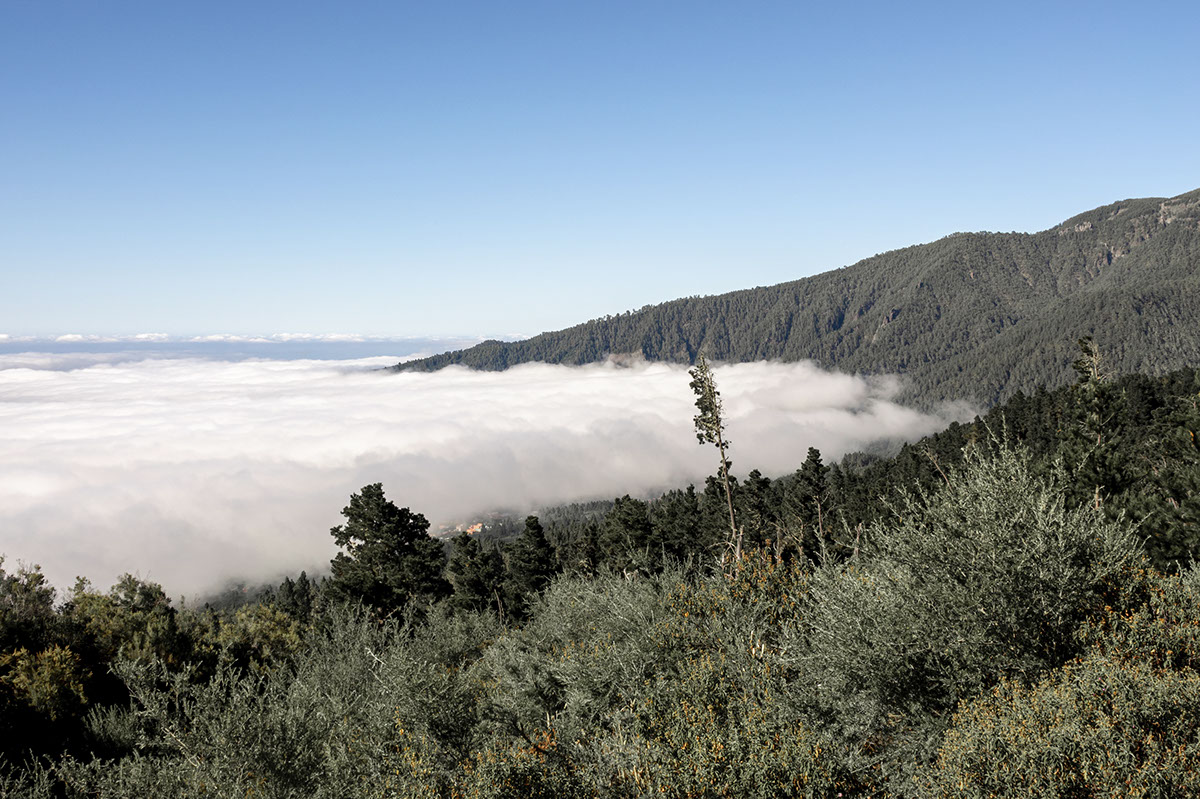 Documentando la belleza de los oasis de niebla rendition image