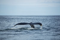 Documentando la vida de las ballenas sei