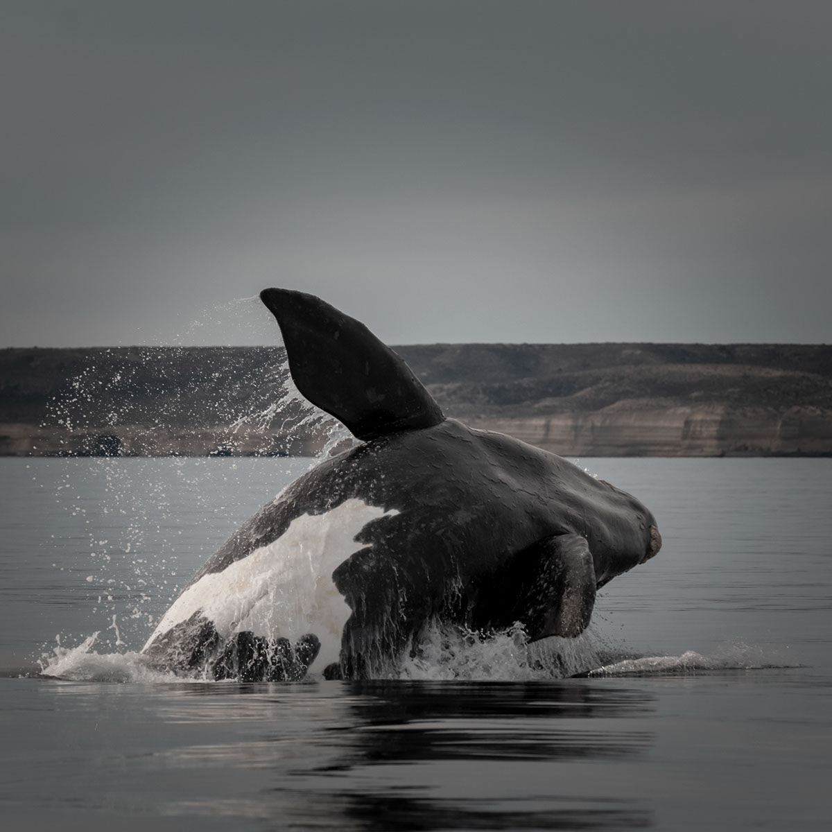 Diseno y conservacion impacto visual de las ballenas rendition image