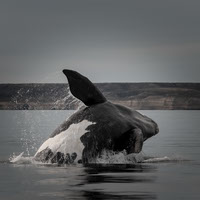 Diseno y conservacion impacto visual de las ballenas