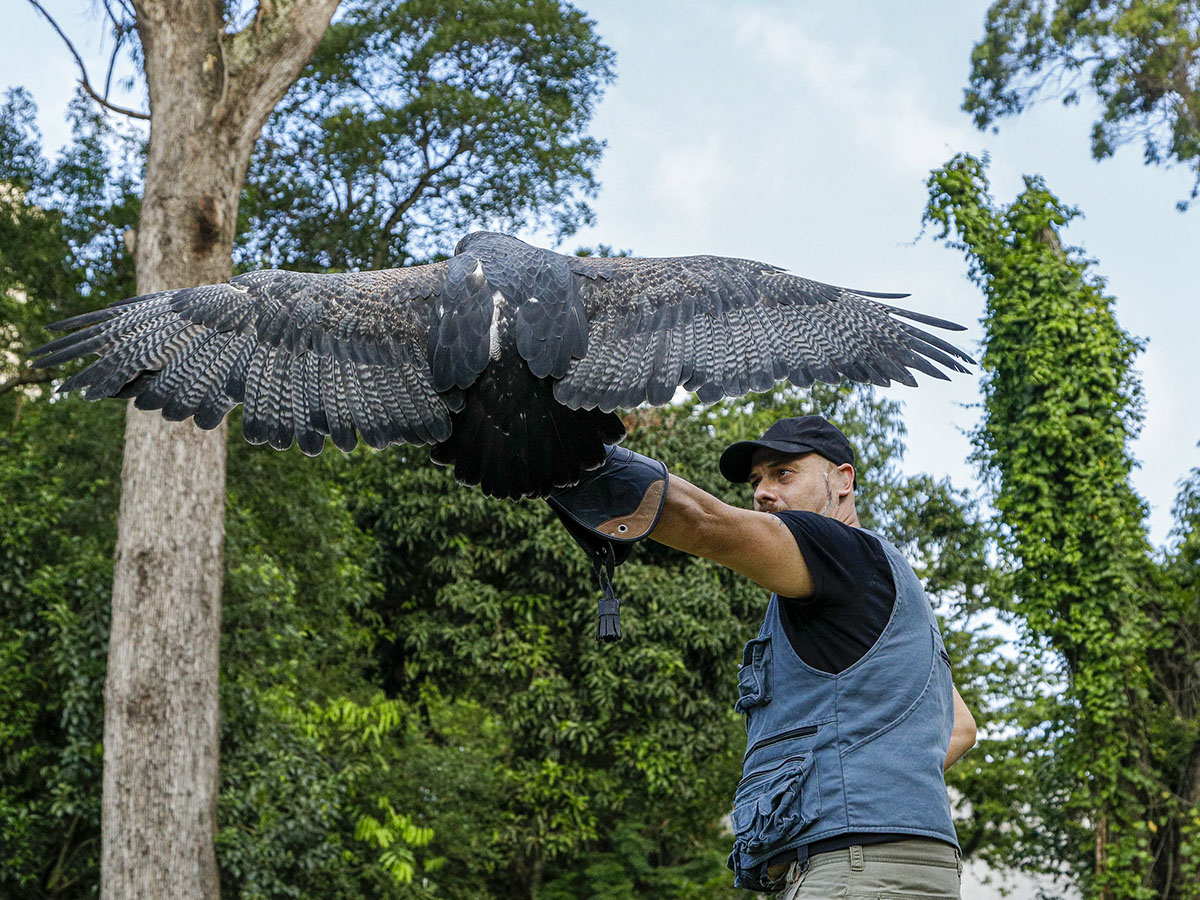 Revitalizando al Condor Andino arte y conservacion rendition image