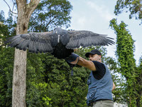 Revitalizando al Condor Andino arte y conservacion