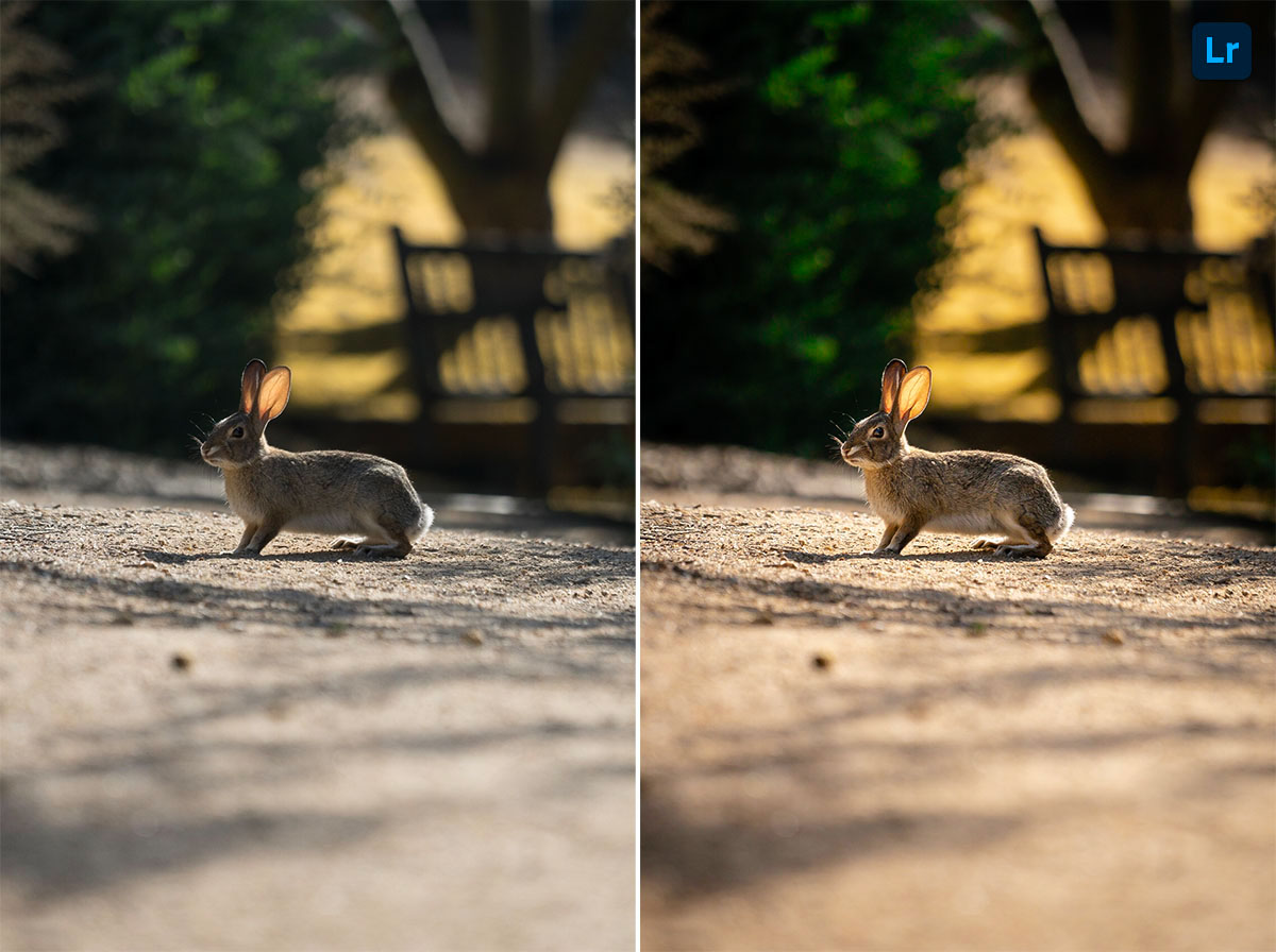 rabbit | Edit | Photoshop Lightroom