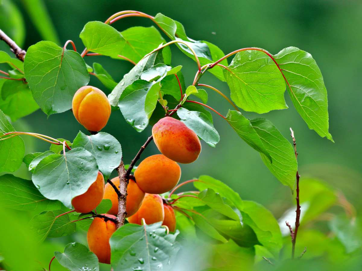 Types of Apricot Trees Available in the Market rendition image