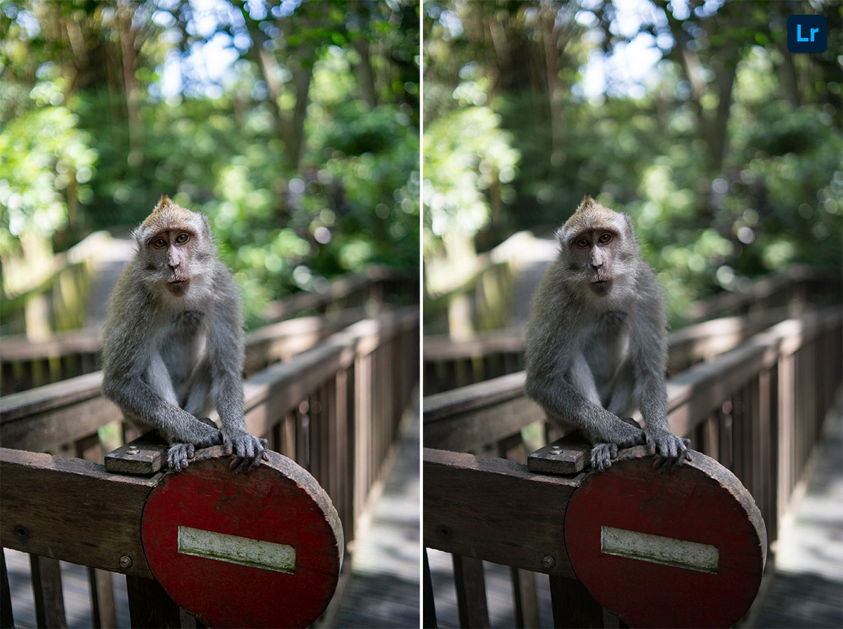 Monkey Forest Sanctuary, Ubud | Remix | Photoshop Lightroom