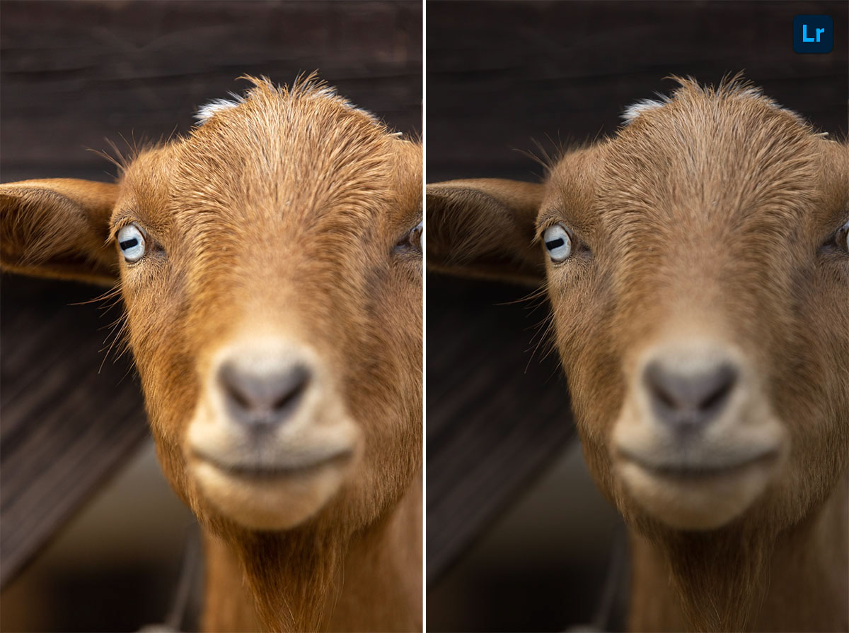 goat | Remix | Photoshop Lightroom