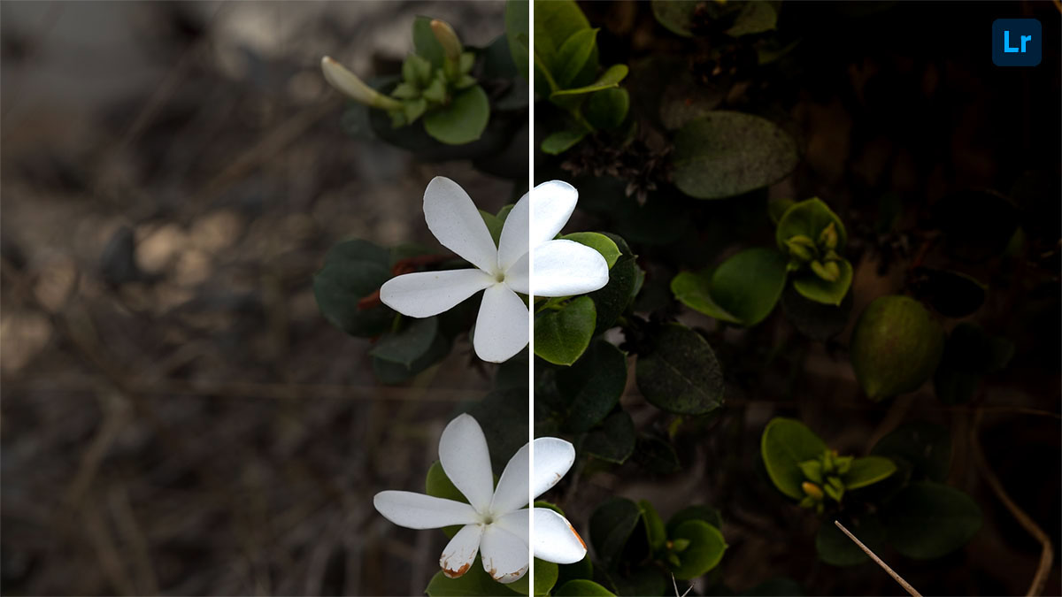 Flowers | Edit | Photoshop Lightroom