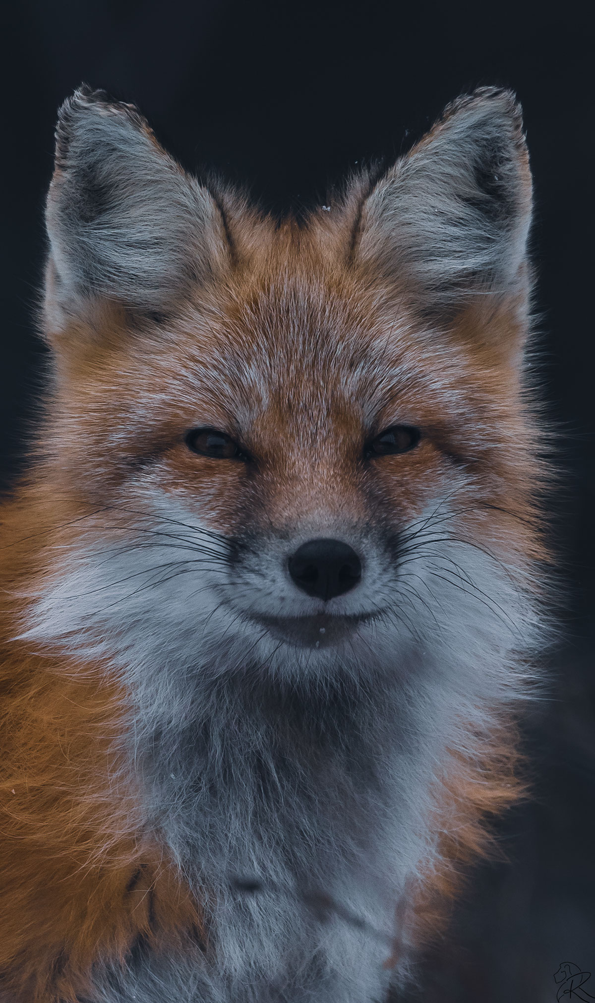 The Hungry Fox rendition image